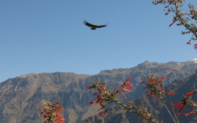 High Altitude Fliers – Seven Of The Highest Flying Birds On Earth