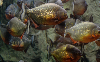 Meet The Amazing Fish With A Natural Bulletproof Vest